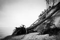 Wild beach with fallen tree and cliffs on winter, cloudy day. Waves on the sea. Royalty Free Stock Photo