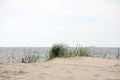 Wild beach grass grows on a sandy dune Royalty Free Stock Photo