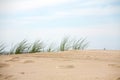 Wild beach grass is seen above the sandy dune Royalty Free Stock Photo