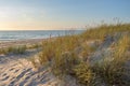 Wild beach Sand dunes and dune grass at sunset