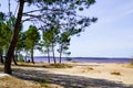 Wild beach sandy coast and pine tree in Lacanau lake southwest France Royalty Free Stock Photo