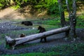 Wild bear bathes in a puddle, takes a bath. Two bears stand near a log and eat Royalty Free Stock Photo