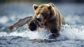 Wild bear catching leaping salmon, feeding on fish in its natural habitat near a river