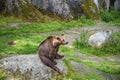 A wild bear drenched with rain is sitting on a big rock in Europe and roaming around the Jungle in a Sweden zoo Royalty Free Stock Photo