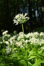 Wild or bear garlic with white flowers in forest