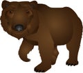 Wild bear illustration