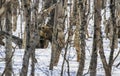 Wild bear looks through thicket of trees and tangle of branches