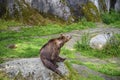 A wild bear is sitting on a big rock in Europe and roaming around the Jungle in a Sweden zoo Royalty Free Stock Photo