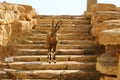 Goats live in Ramon crater in the Negev desert in southern Israel