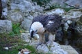 Wild Bearded vulture in Frankfurt zoo