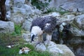 Wild Bearded vulture in Frankfurt zoo