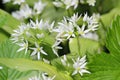 Wild bears garlic flowers at springtime, edible culinary herb Royalty Free Stock Photo