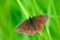 Wild beautiful butterfly, Aphantopus hyperantus, Ringlet, sitting on the green leaves, insect in the nature habitat, spring in the Royalty Free Stock Photo