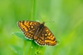 Wild beautiful butterfly, Heath Fritillary, Melitaea athalia, sitting on the green leaves, insect in the nature habitat, spring in Royalty Free Stock Photo