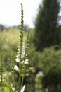 Wild beautiful flower