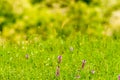 Wild beautiful flowers in the meadow shallow depth of field