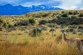 Wild and Beautiful Guanaco with the Mountains on the Background in the Torres Del Paine National Park, Patagonia