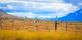 Wild and Beautiful Guanaco with the Mountains on the Background in the Torres Del Paine National Park, Patagonia