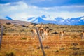 Wild and Beautiful Guanaco with the Mountains on the Background in the Torres Del Paine National Park, Patagonia