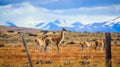 Wild and Beautiful Guanaco with the Mountains on the Background in the Torres Del Paine National Park, Patagonia