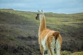 Wild and Beautiful Guanaco in the Torres Del Paine National Park, Patagonia