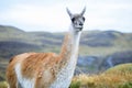 Wild and Beautiful Guanaco in the Torres Del Paine National Park, Patagonia