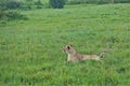 A wild beautiful lioness lies on the green grass of the savannah, looks attentively Royalty Free Stock Photo
