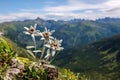 Wild and beautiful mountain flower Edelweiss, a symbol of high mountains.