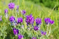 Wild beautiful purple clover flowers in the green meadow, field, floral nature summer background Royalty Free Stock Photo