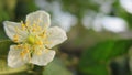 Wild beautiful tropical flower