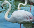 Wild beautiful white flamingos on the lake.