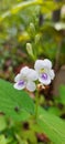 Wild and beautiful, Asystasia flower blooming in Aceh rainforest