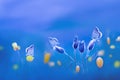 Wild beautiful yellow flowers and blue butterflies. Summer background.