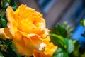 Wild beautiful yellow rose closeup Royalty Free Stock Photo