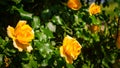 Wild beautiful yellow rose closeup Royalty Free Stock Photo