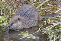 Wild Beaver in Grand Teton National Park