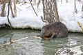A wild beaver in a city park got into a puddle with drains and nibble the bark from the branches