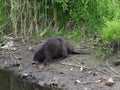 Wild beaver in natural habitat of river Wuhle
