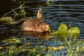 Beaver in a pond eating a water lily stalk Royalty Free Stock Photo