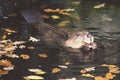 Wild beaver in water