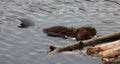 Wild beavers Royalty Free Stock Photo