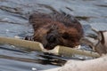 Wild beavers Royalty Free Stock Photo