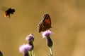 a wild bee approaching a brown ringlet butterfly with balack dot on the wing viewed from the side resting on a purple flower