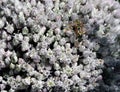 Wild bee on a blossom of a field garlic