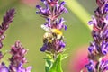 Wild bee on the blossom of a salvia nemorosa