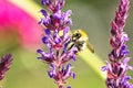 Wild bee on the blossom of a salvia nemorosa