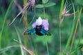 Wild bee, Carpenter bee (Xylocopa sp.) at flower