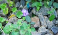 Wild bee, Carpenter bee (Xylocopa sp.) at flower