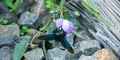 Wild bee, Carpenter bee (Xylocopa sp.) at flower