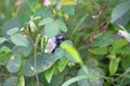 Wild bee, Carpenter bee (Xylocopa sp.) at flower